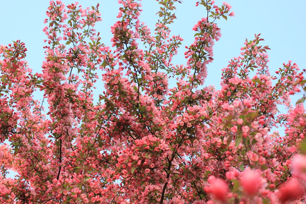 a tree with pink flowers in the foreground and a blue sky in the background