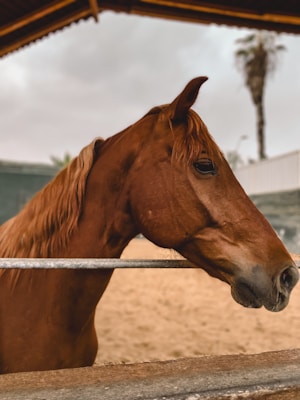 A chestnut horse stands behind a metal railing in an outdoor enclosure. The horse's head is turned slightly to the side, revealing its smooth coat and gentle expression. In the background, there is a blurred palm tree and an overcast sky under a wooden roof.