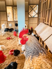 a group of chickens standing on top of a wooden floor