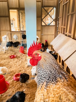 a group of chickens standing on top of a wooden floor