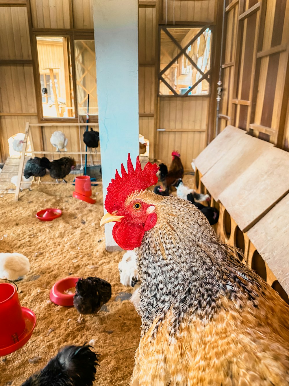 a group of chickens standing on top of a wooden floor