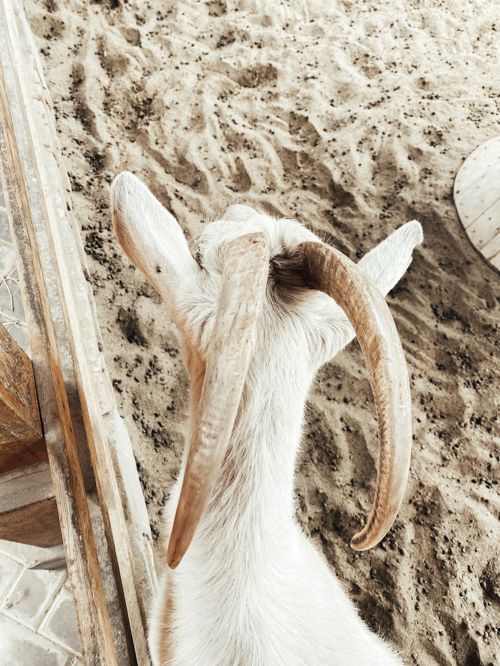 a close up of a goat near a mirror