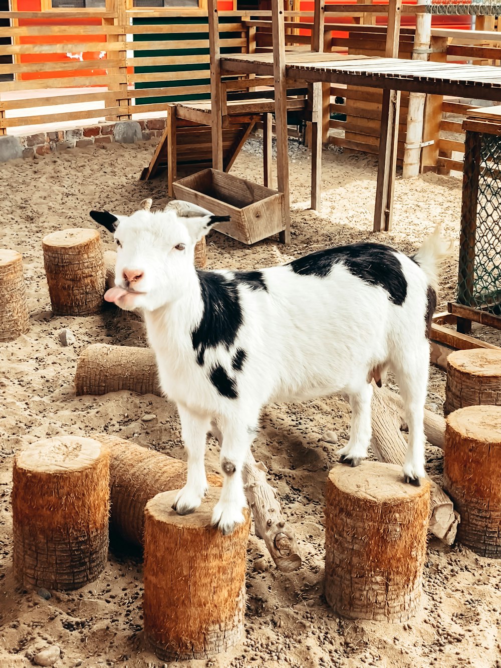 a black and white goat standing on top of logs