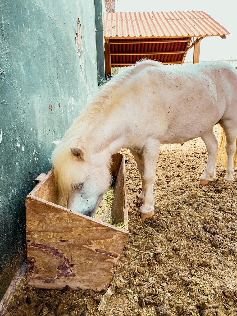 a white horse eating out of a wooden box