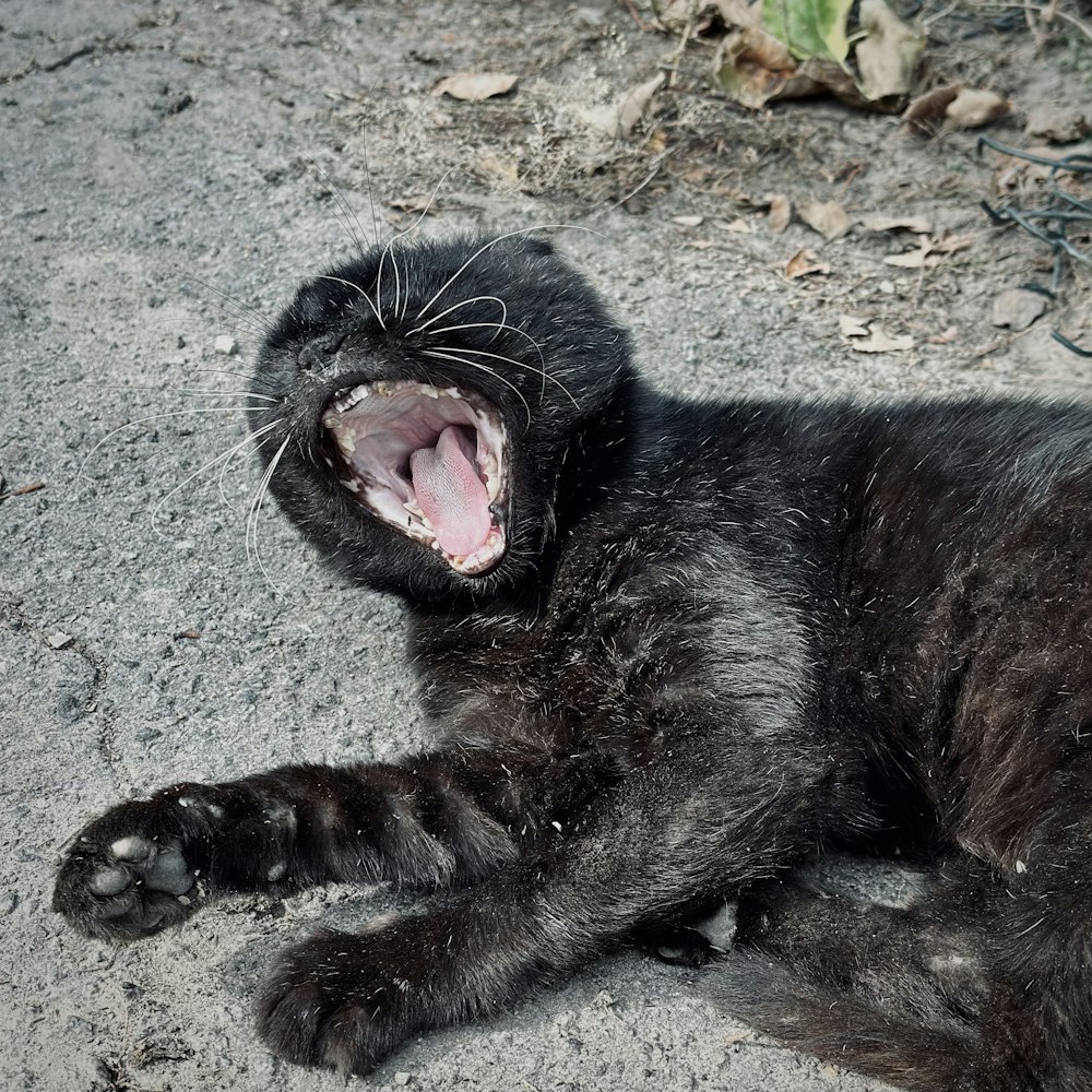 a black cat yawns while laying on the ground