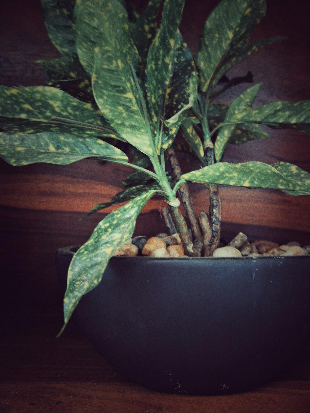 a green plant in a black pot on a table