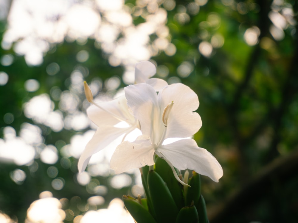 a close up of a white flower with trees in the background