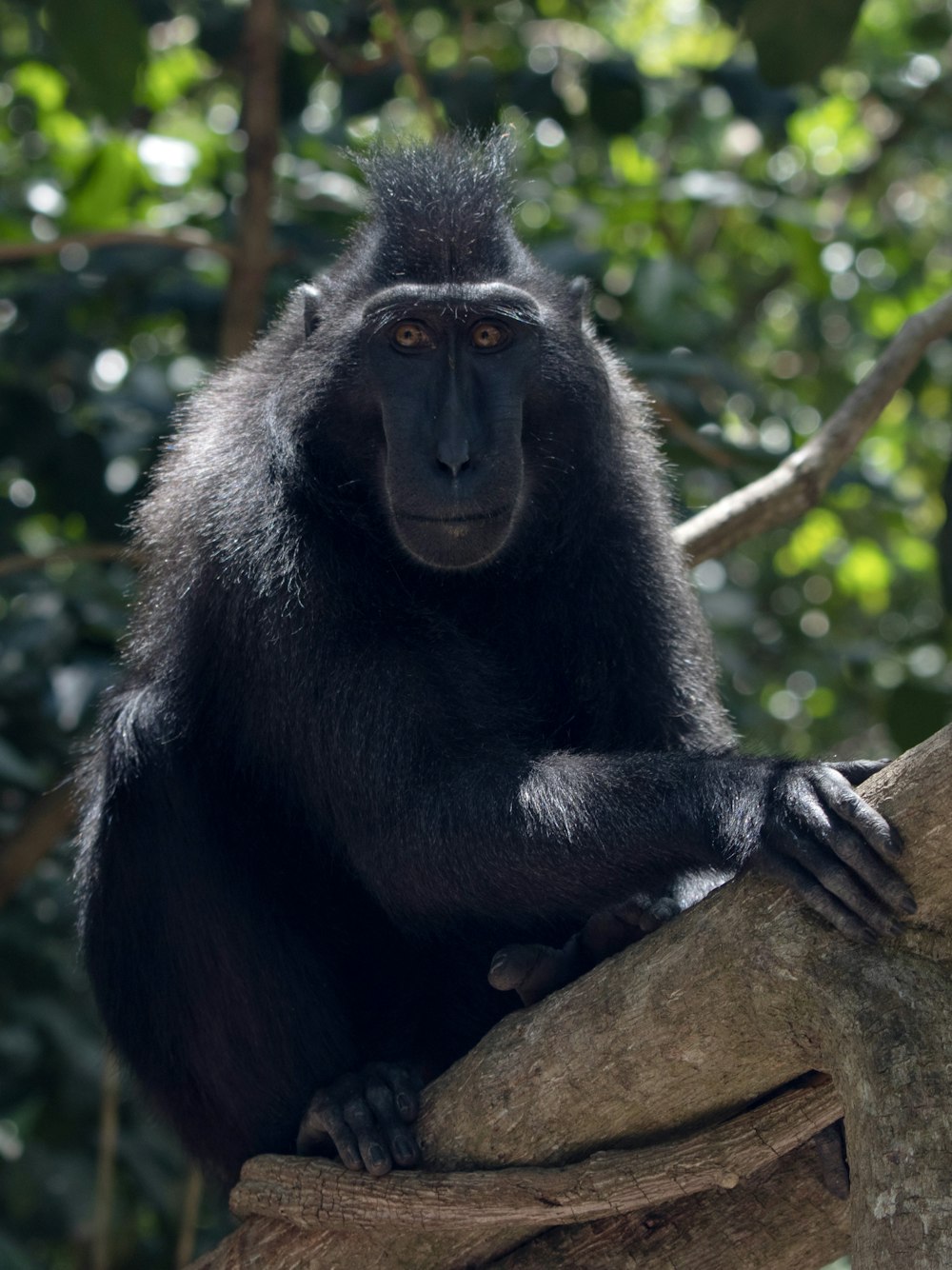 a black monkey sitting on top of a tree branch