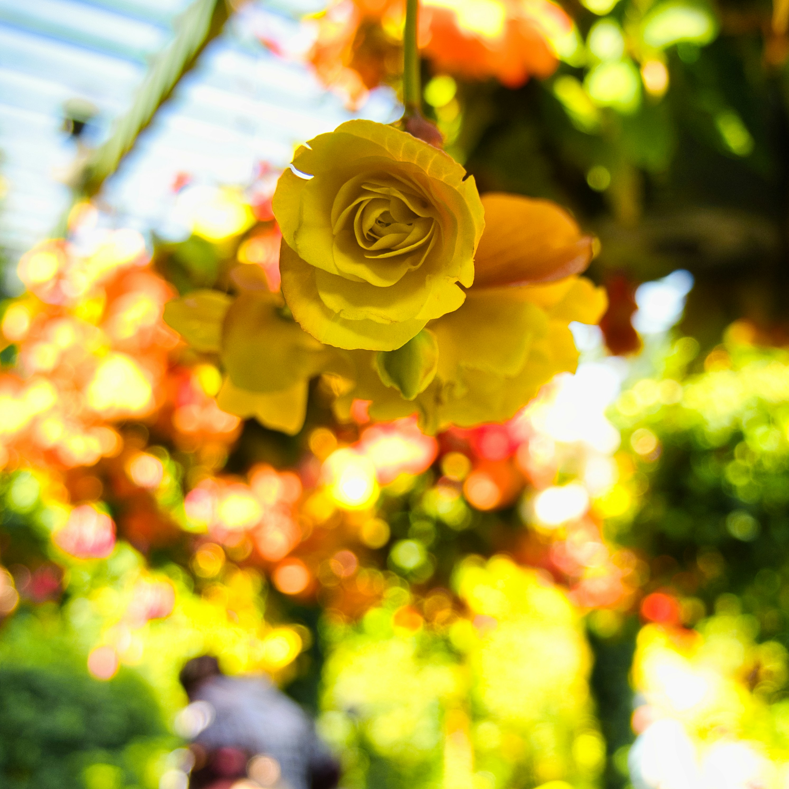 a close up of a yellow flower in a garden