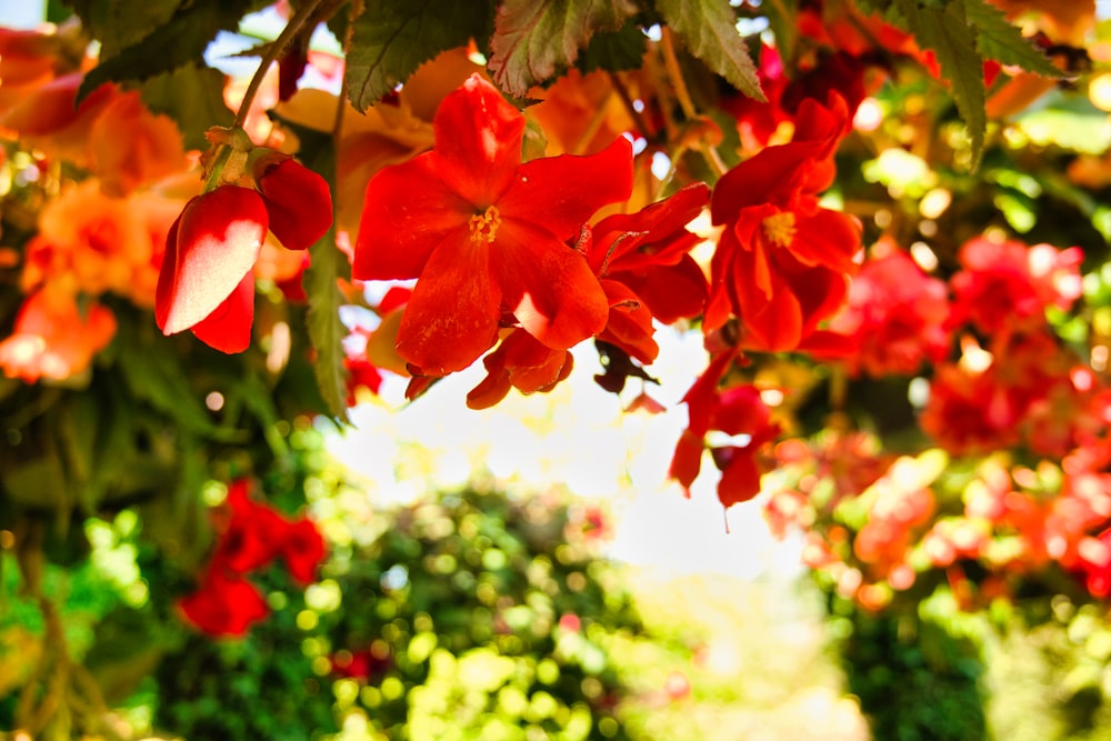 a bunch of red flowers hanging from a tree