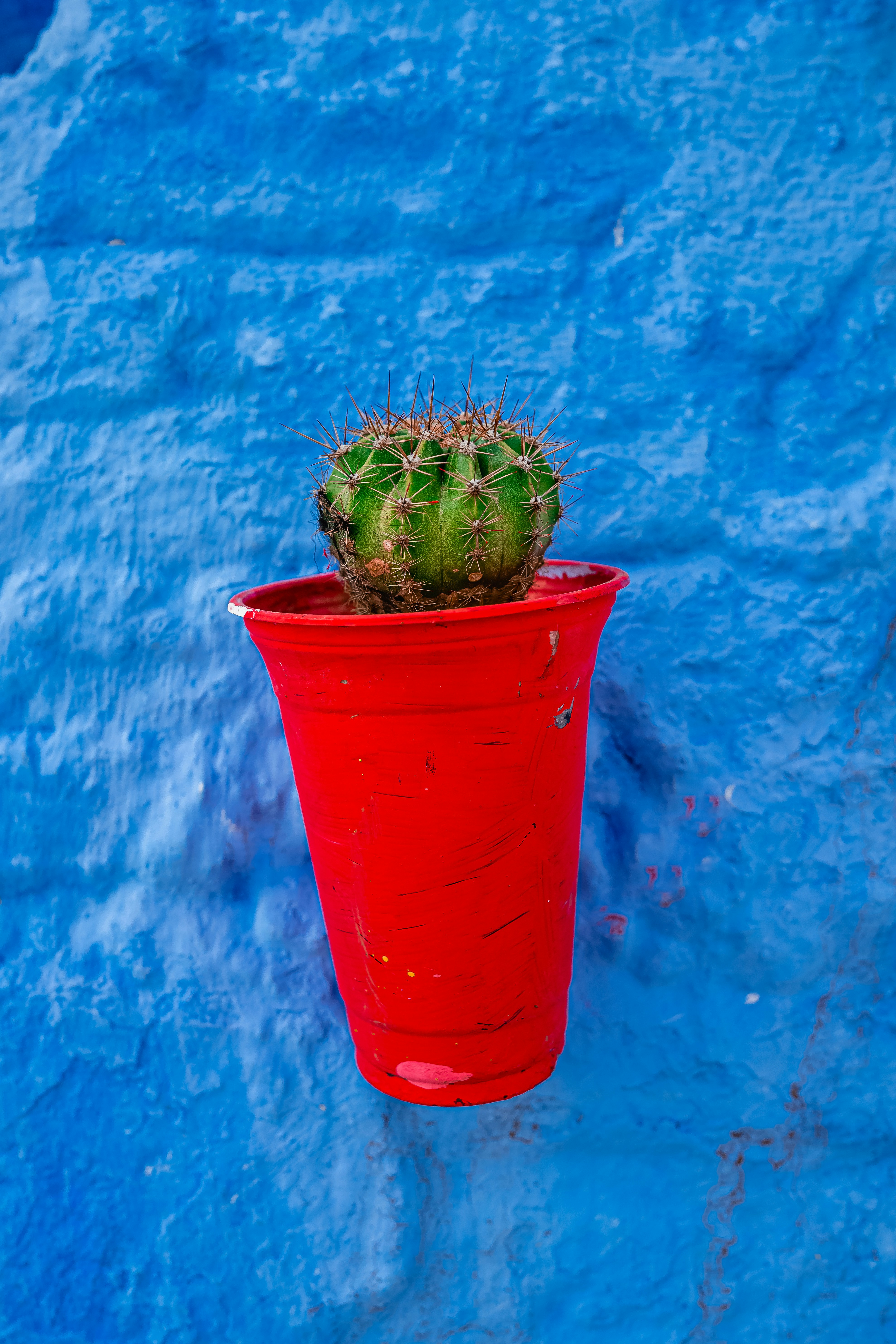 Vibrant Cactus Planter