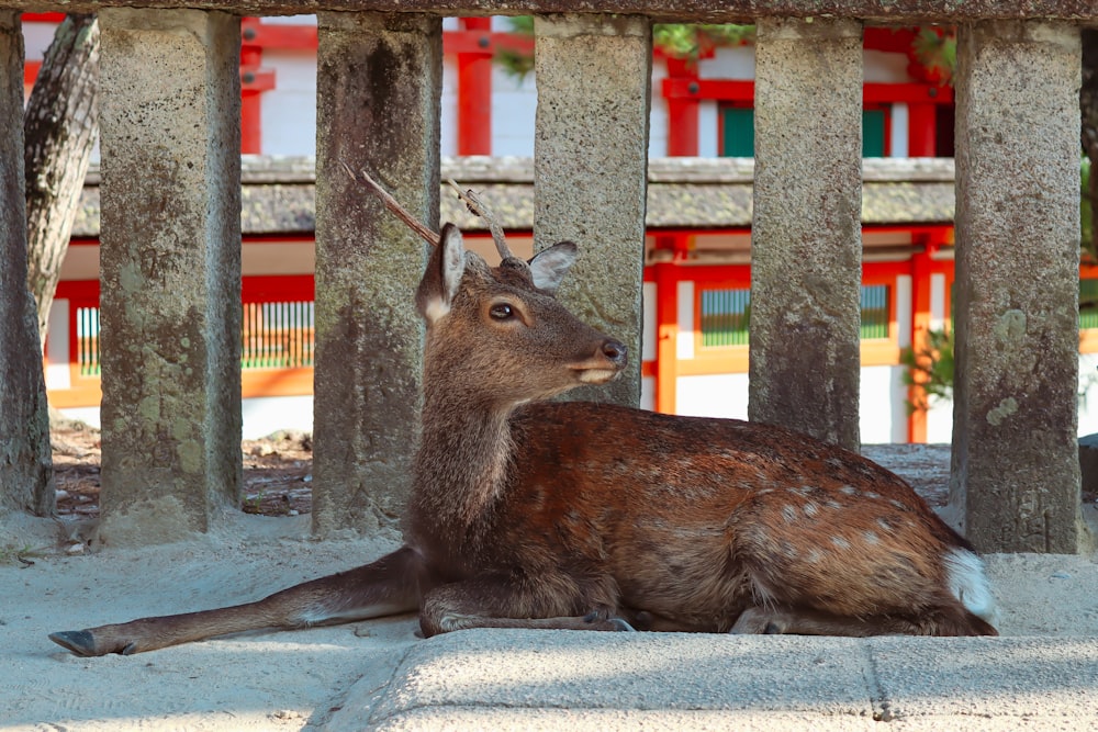 a deer laying on the ground in front of a fence