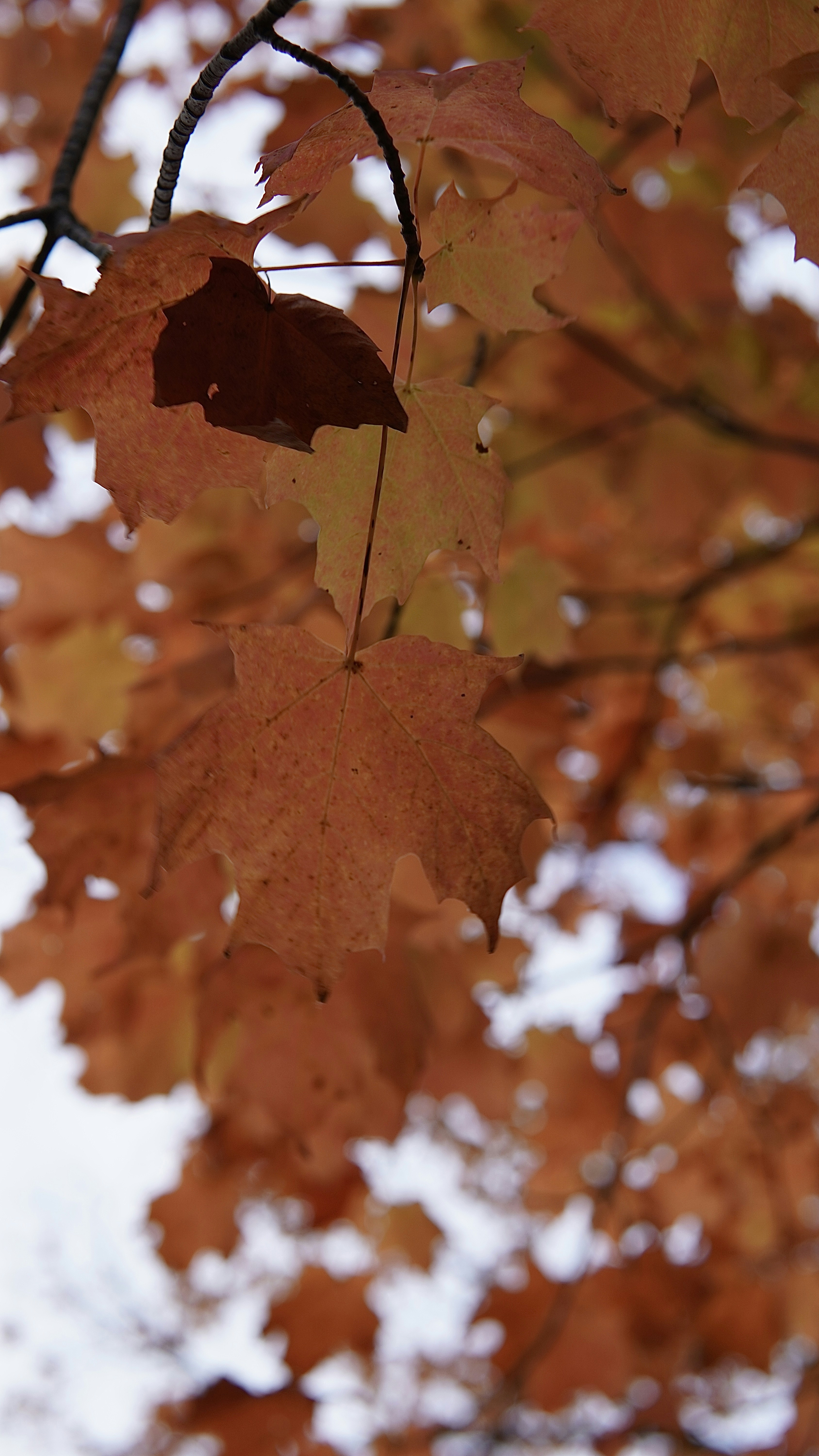 Photo by shijin_bensinger