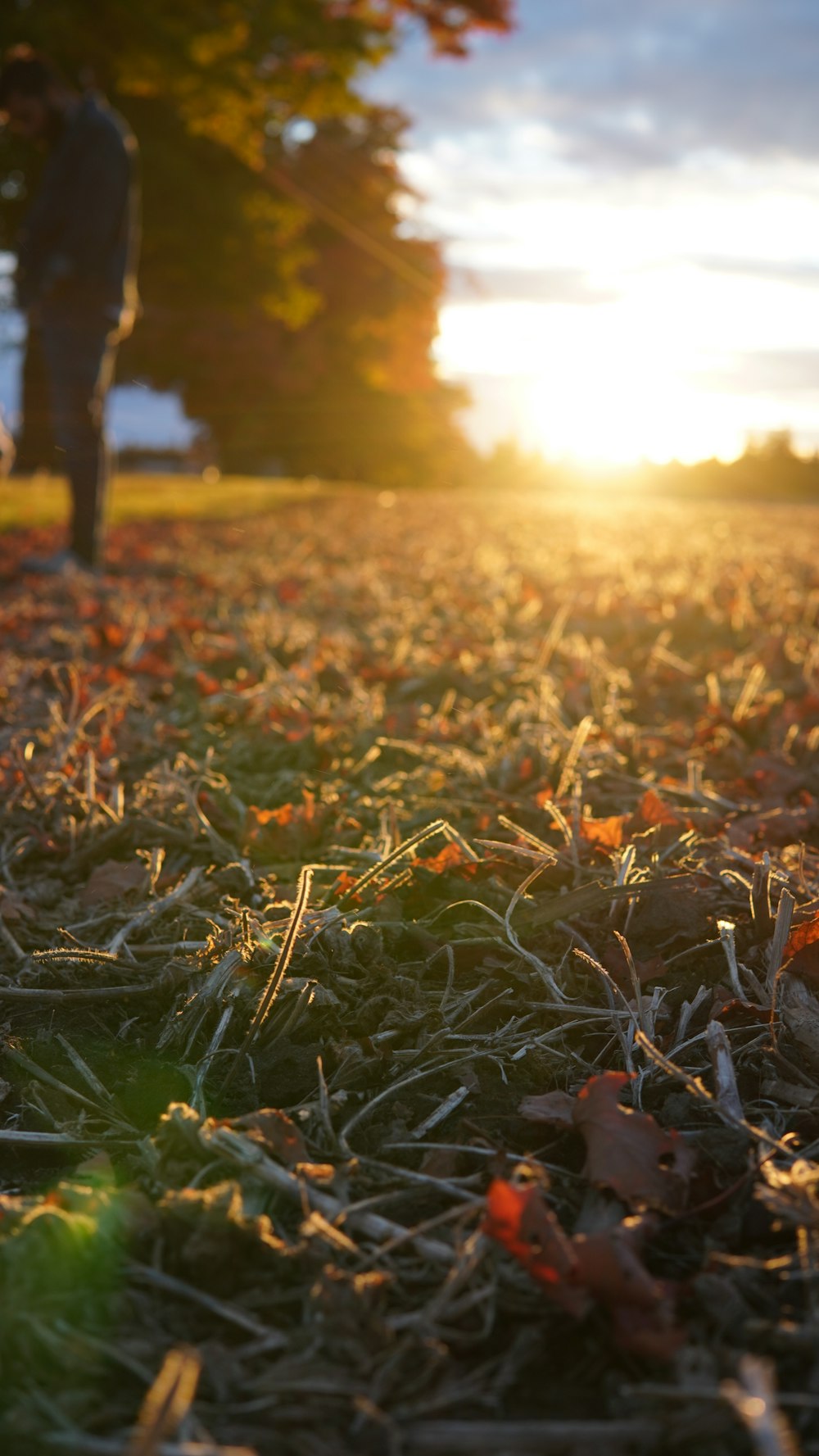 a person walking in the grass with the sun setting in the background