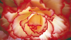 a close up of a red and yellow flower