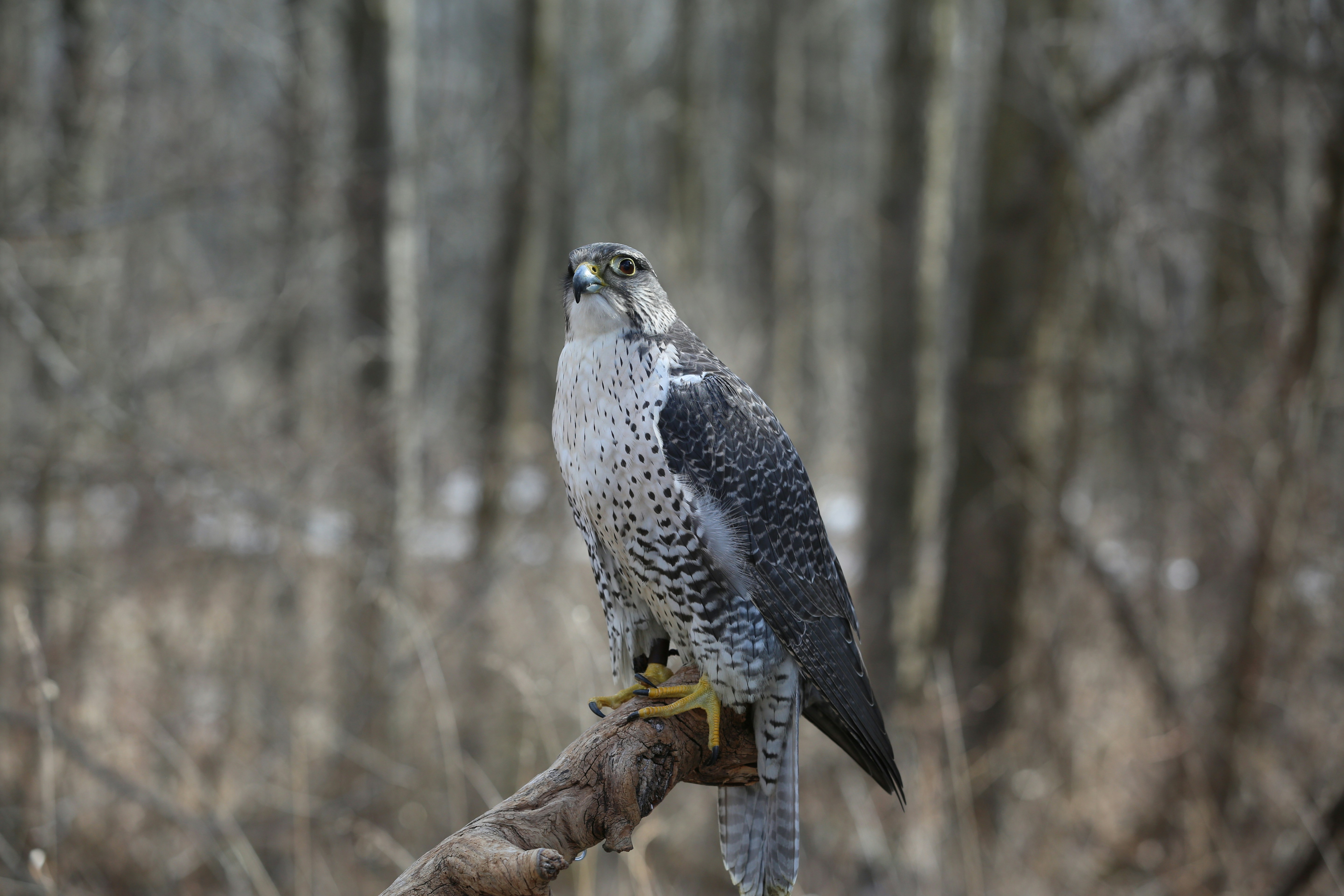 a bird of prey perched on a branch in the woods