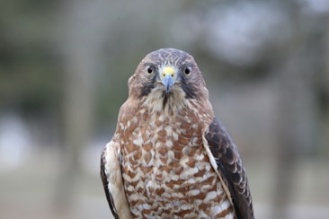 A close-up of a hawk with a focused gaze. Its feathers are patterned with brown and white, and it has a striking yellow beak. The background is blurred with natural green and brown tones, enhancing the bird's presence.