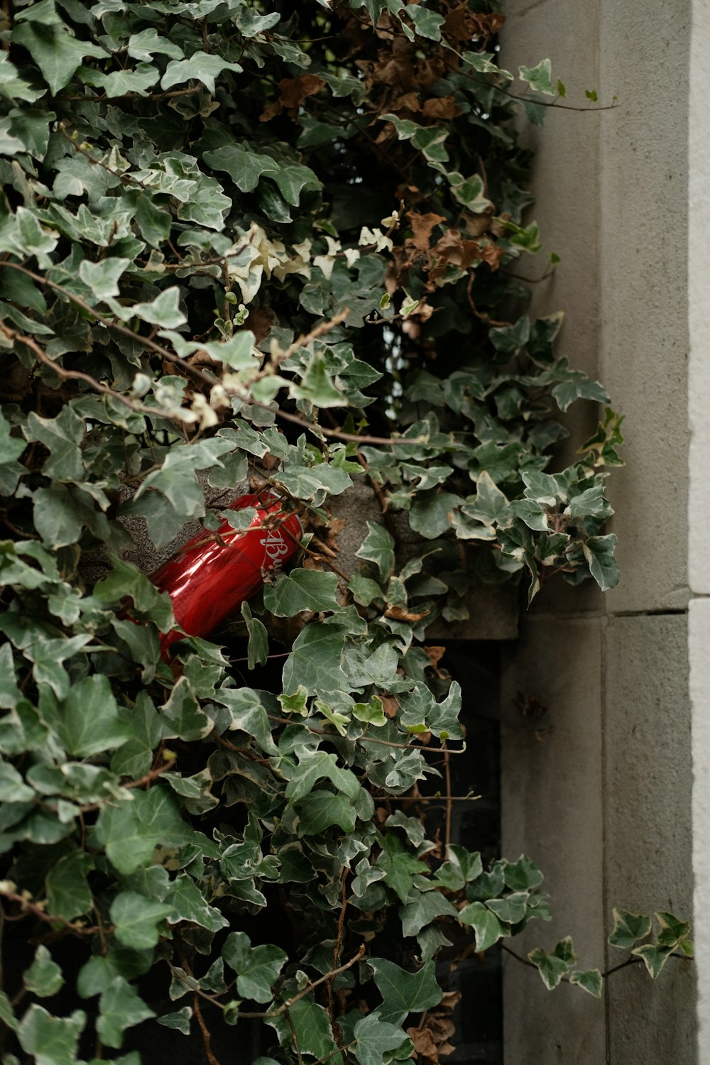 a red fire hydrant sitting on top of a lush green plant