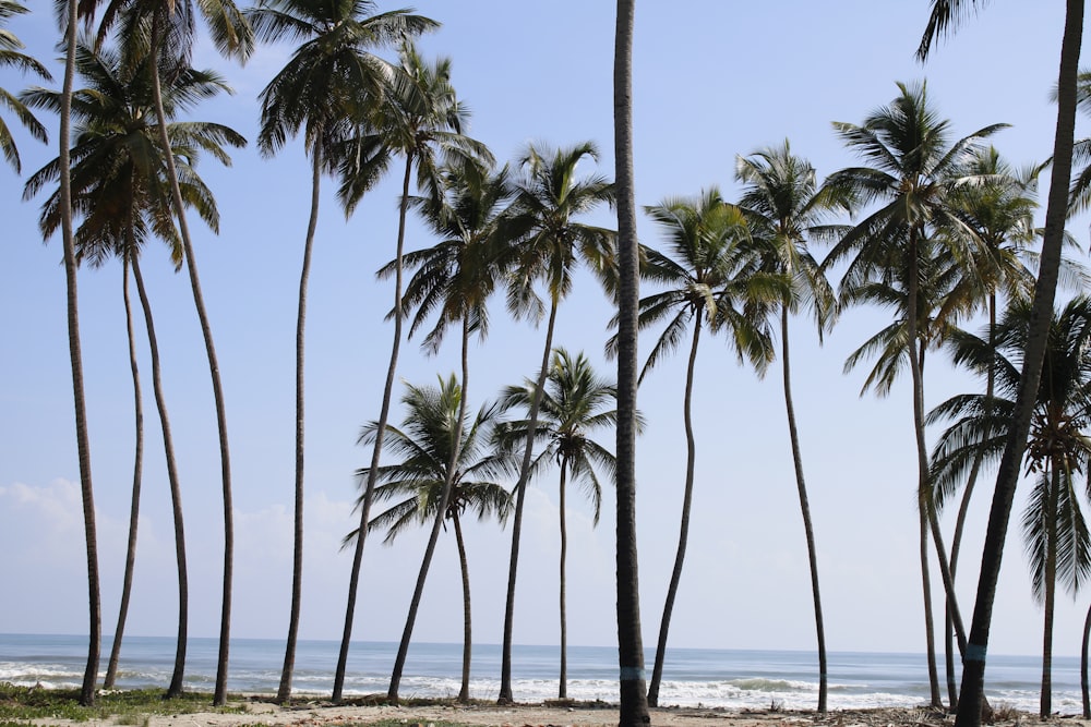 una hilera de palmeras junto al océano