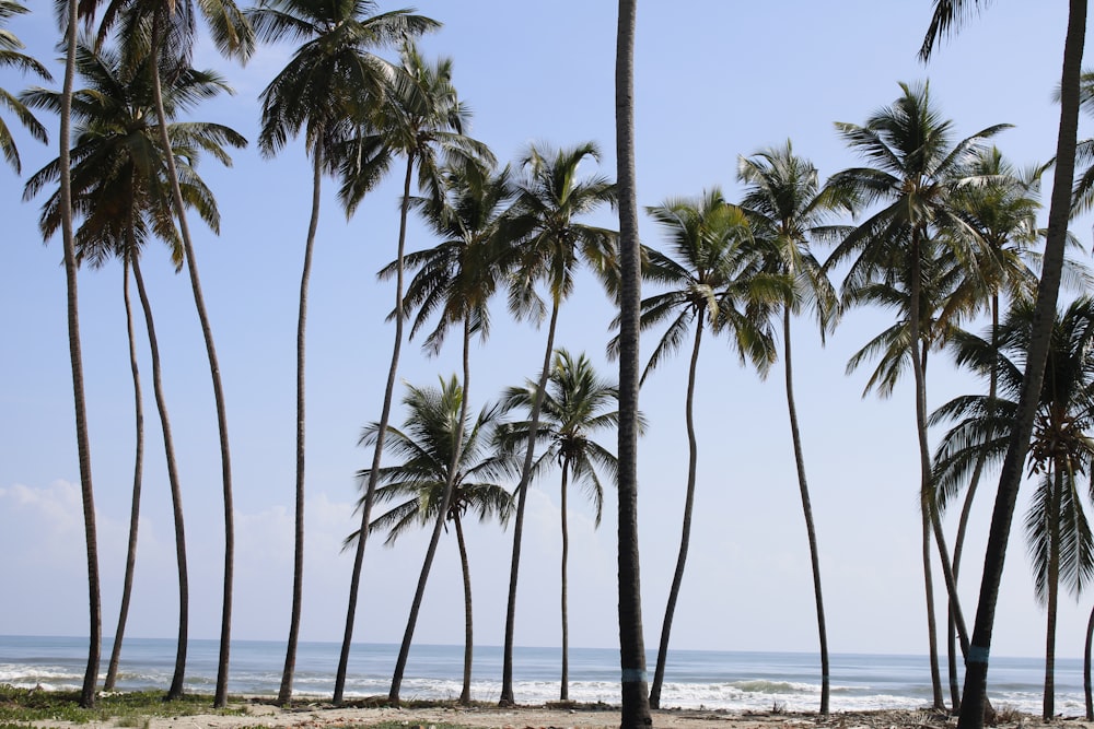 a row of palm trees next to the ocean