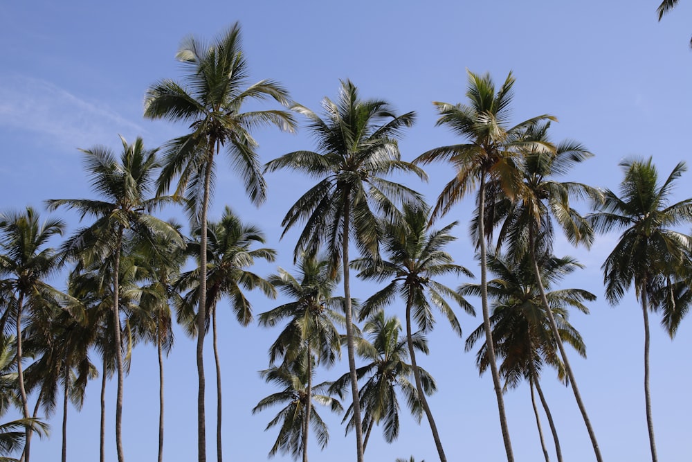 a group of palm trees with a blue sky in the background