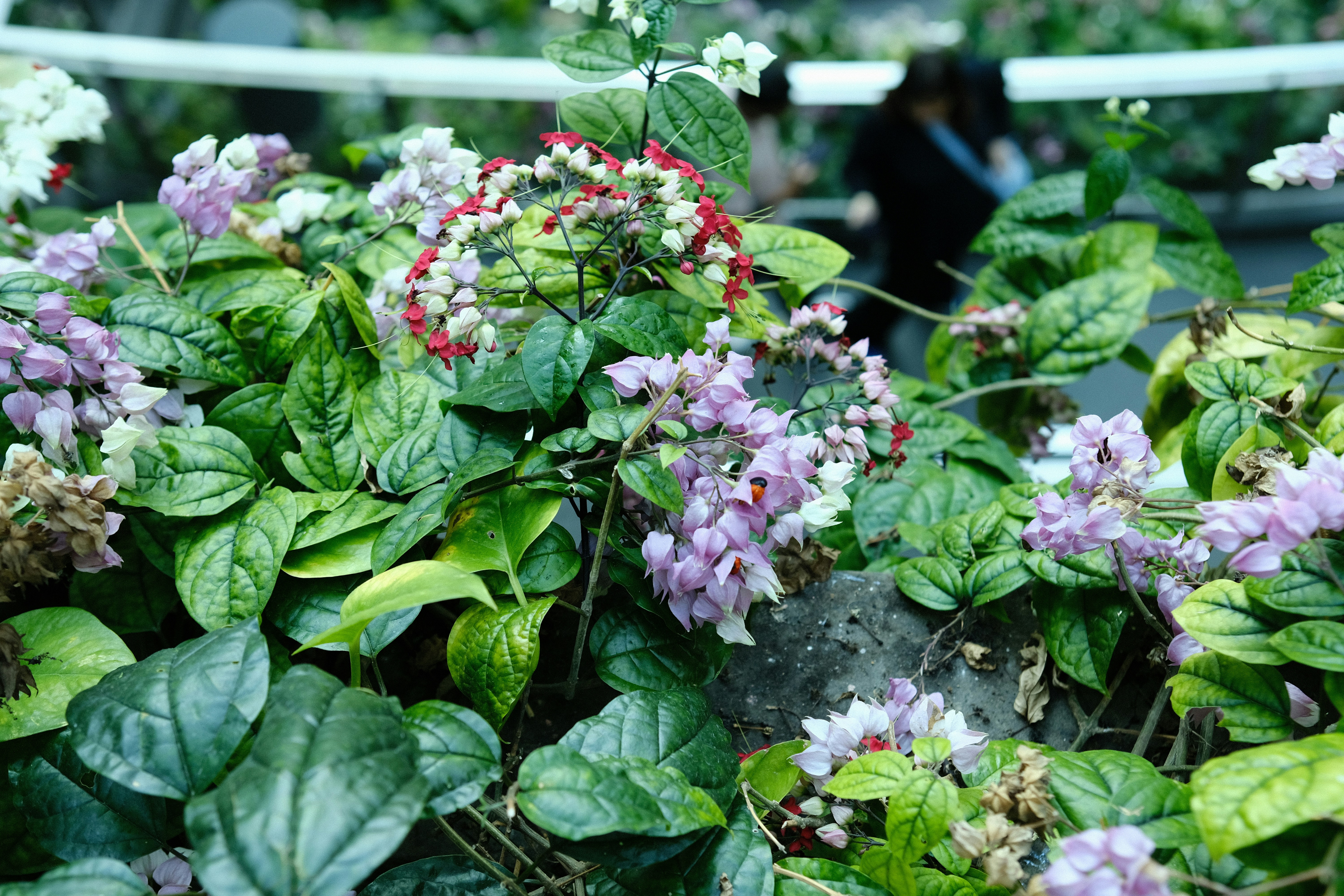 a bunch of flowers that are in a planter, Jewel Changi Airport