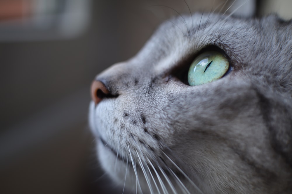 a close up of a gray cat with green eyes