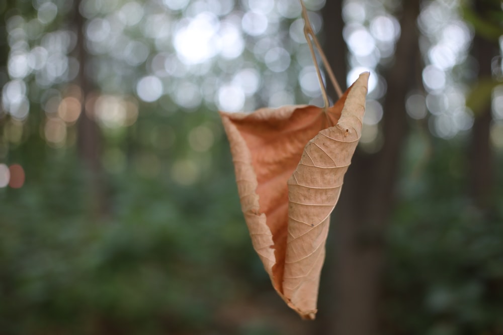 a leaf hanging from a tree in a forest