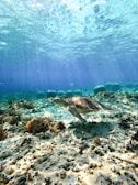 A close-up of a curious sea turtle gliding gracefully near a coral reef.
