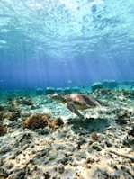 Underwater close-up of a sea turtle gliding gracefully over a coral garden.