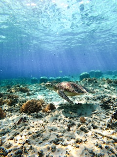 A vibrant sea turtle gliding gracefully through the clear waters of the Surin Islands.