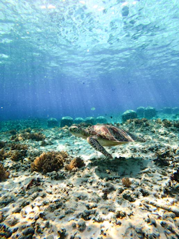 A vibrant sea turtle gliding gracefully through clear turquoise waters near a coral reef.