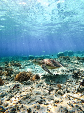 A close-up of a curious sea turtle gliding gracefully near a coral reef.