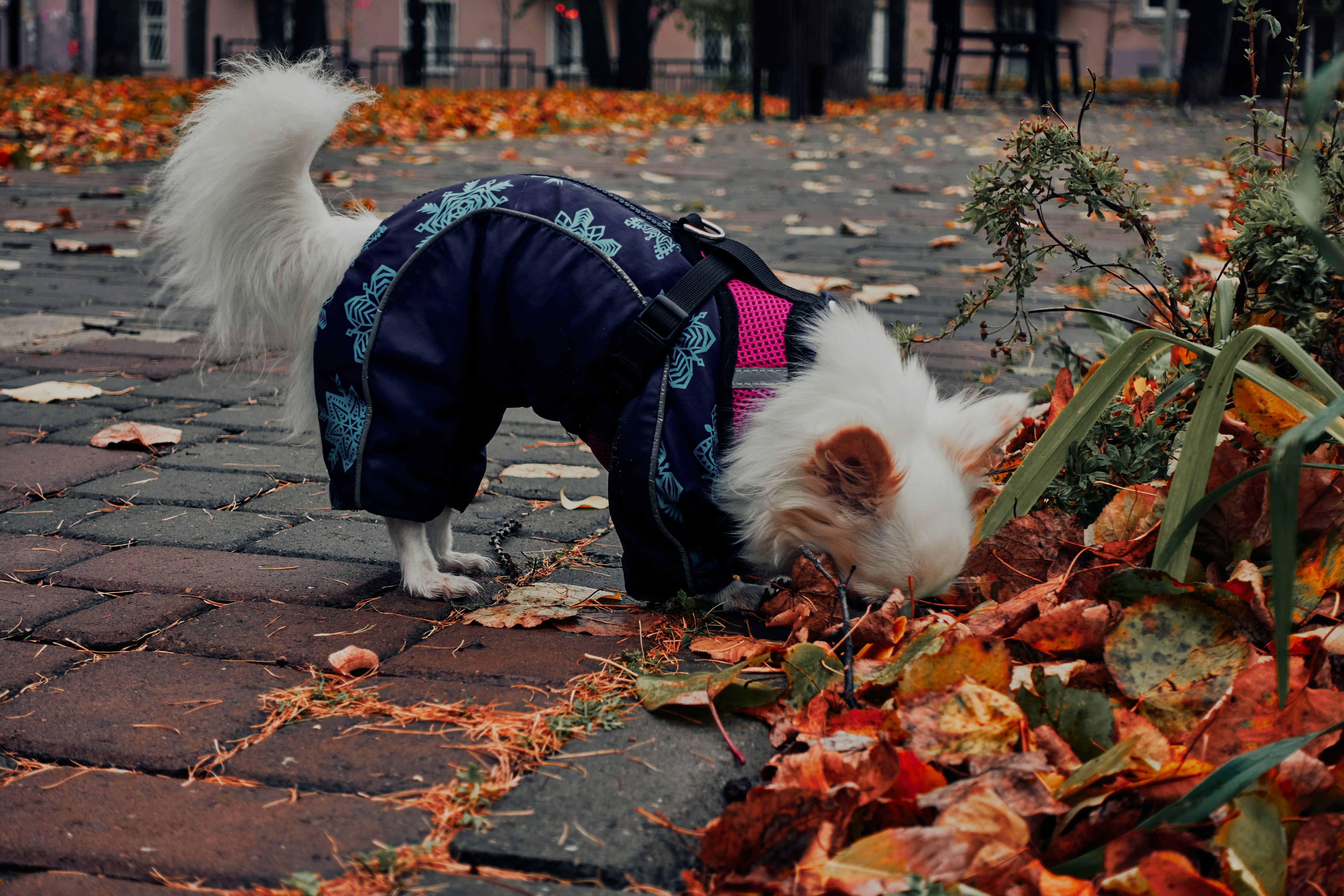 A small white dog wearing a blue jacket photo – Free Dog Image on Unsplash