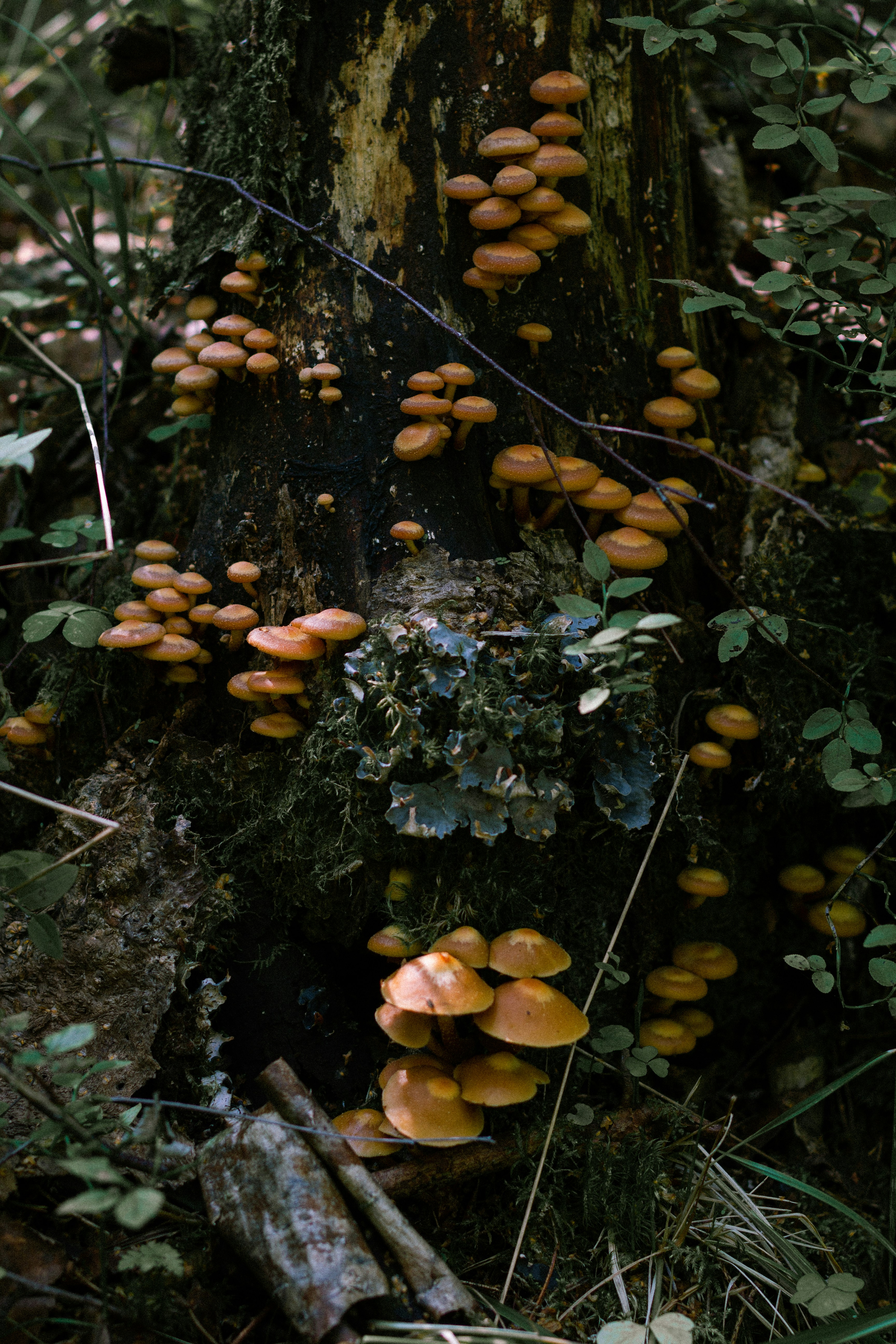 The Hidden Social Networks of Fungi (image credits: unsplash)