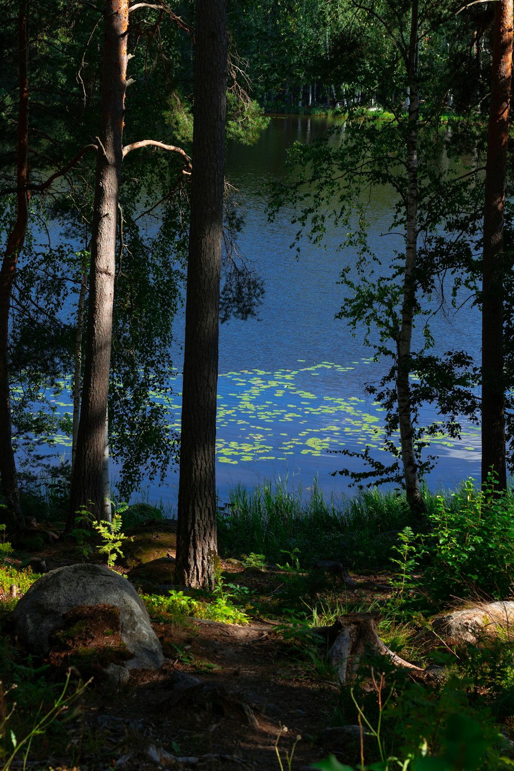 a body of water surrounded by trees and rocks