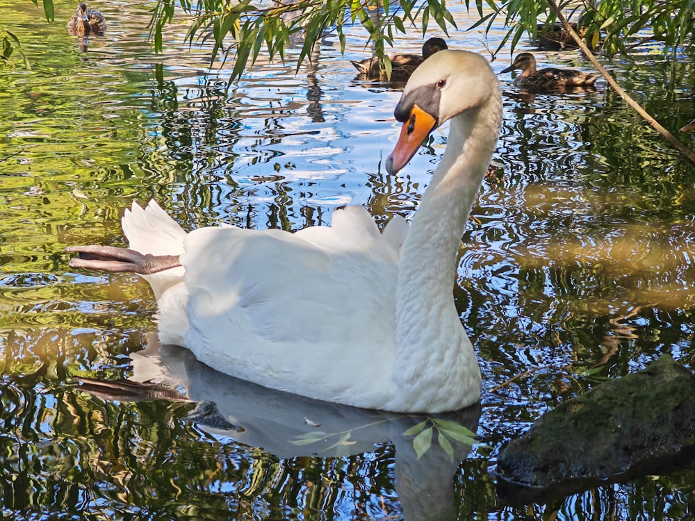 Un cigno bianco nuota in uno stagno