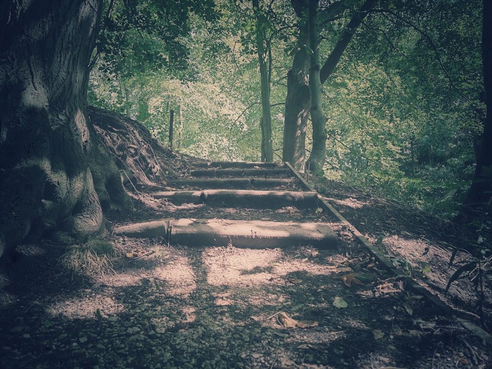 a set of steps leading up to a tree in a forest