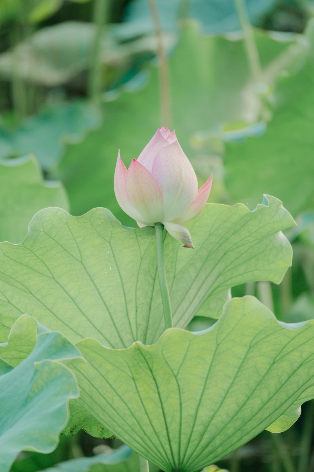 a pink lotus flower sitting on top of a green leafy plant