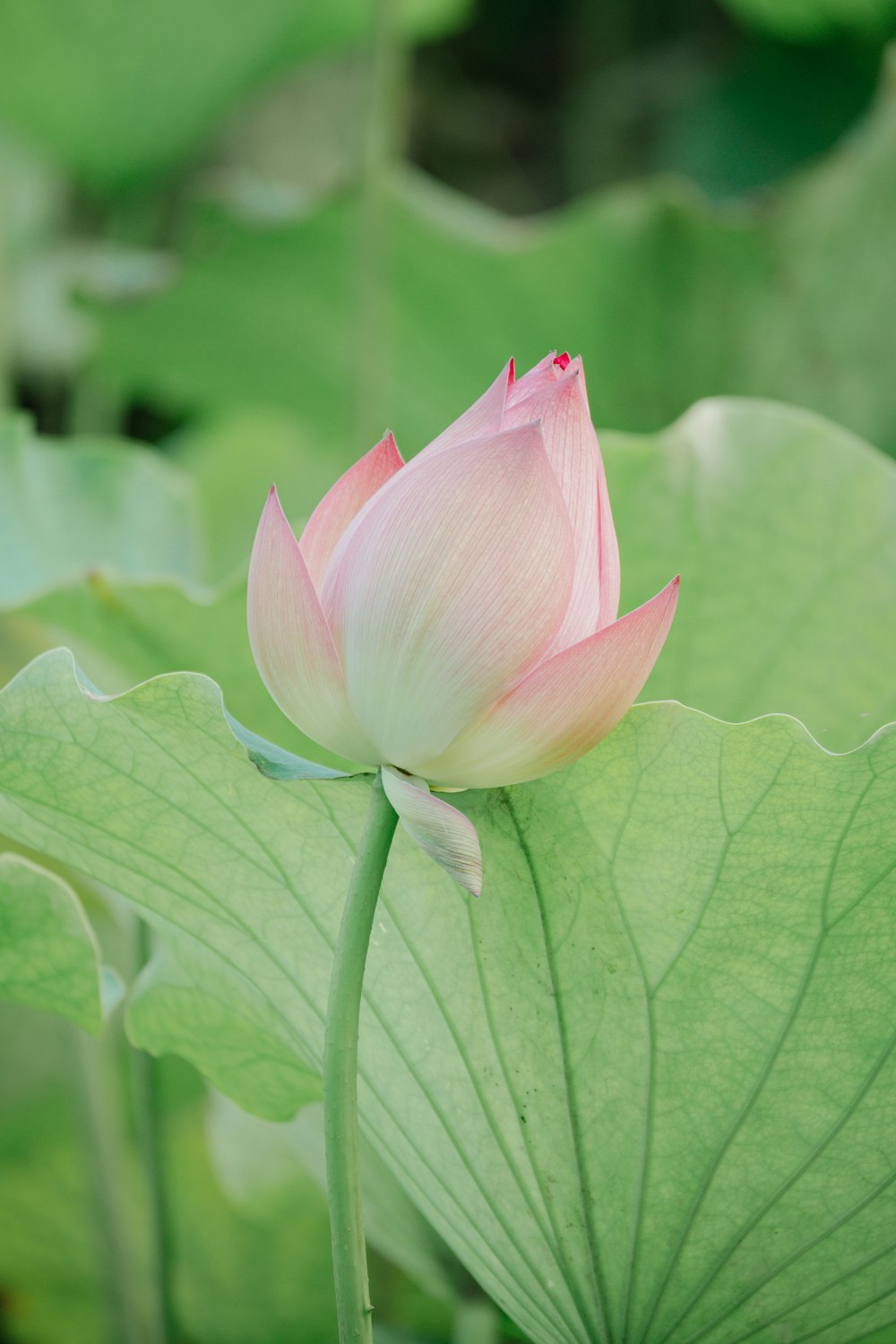 a pink lotus flower sitting on top of a green leaf