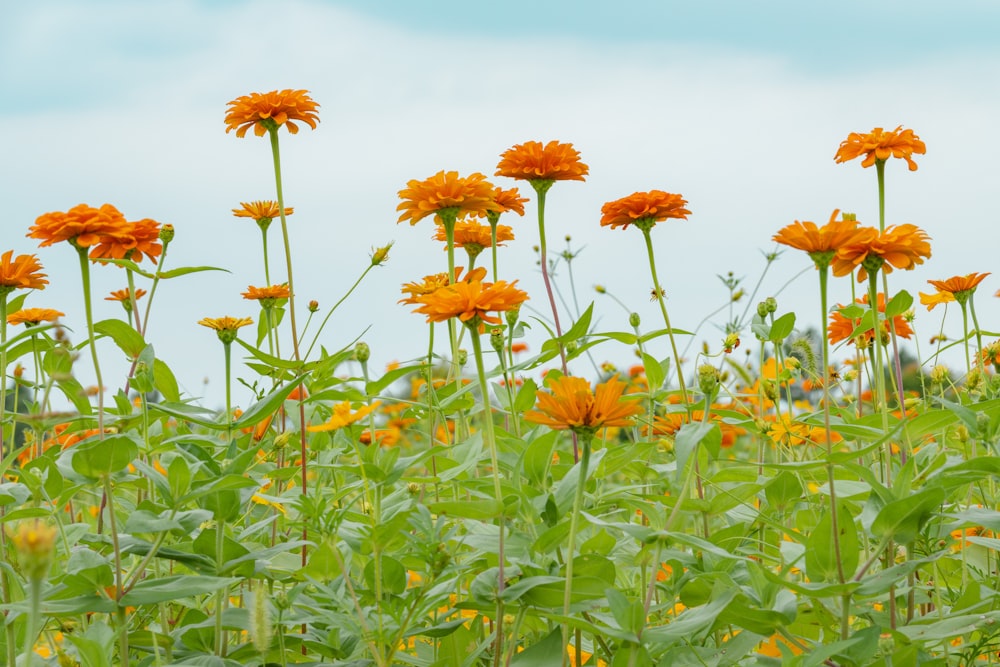 a field of orange flowers on a cloudy day