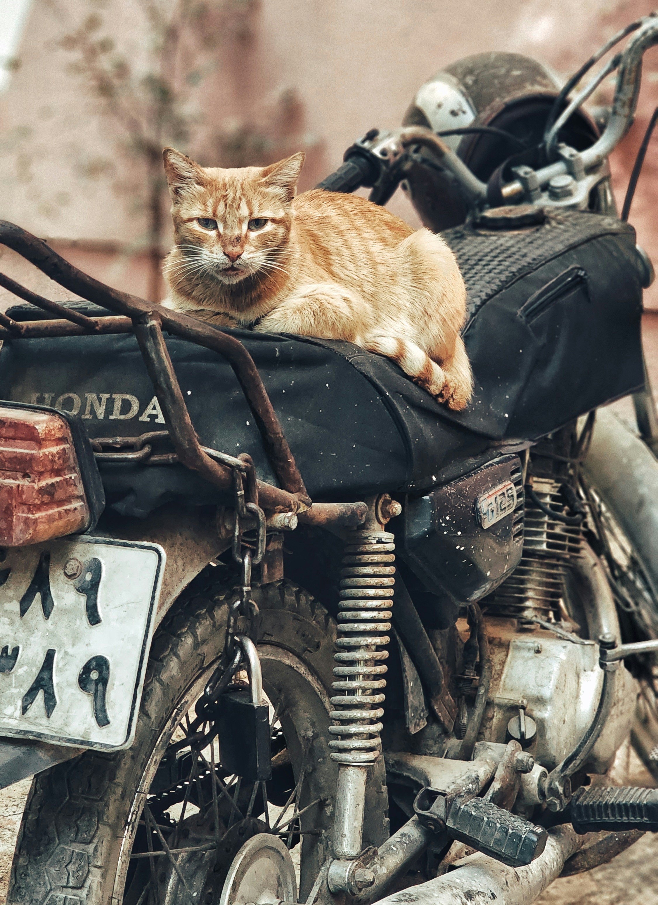 Photo by parastoo_gh