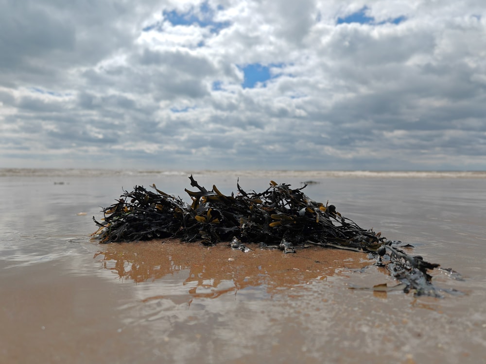 a pile of seaweed sitting on top of a sandy beach