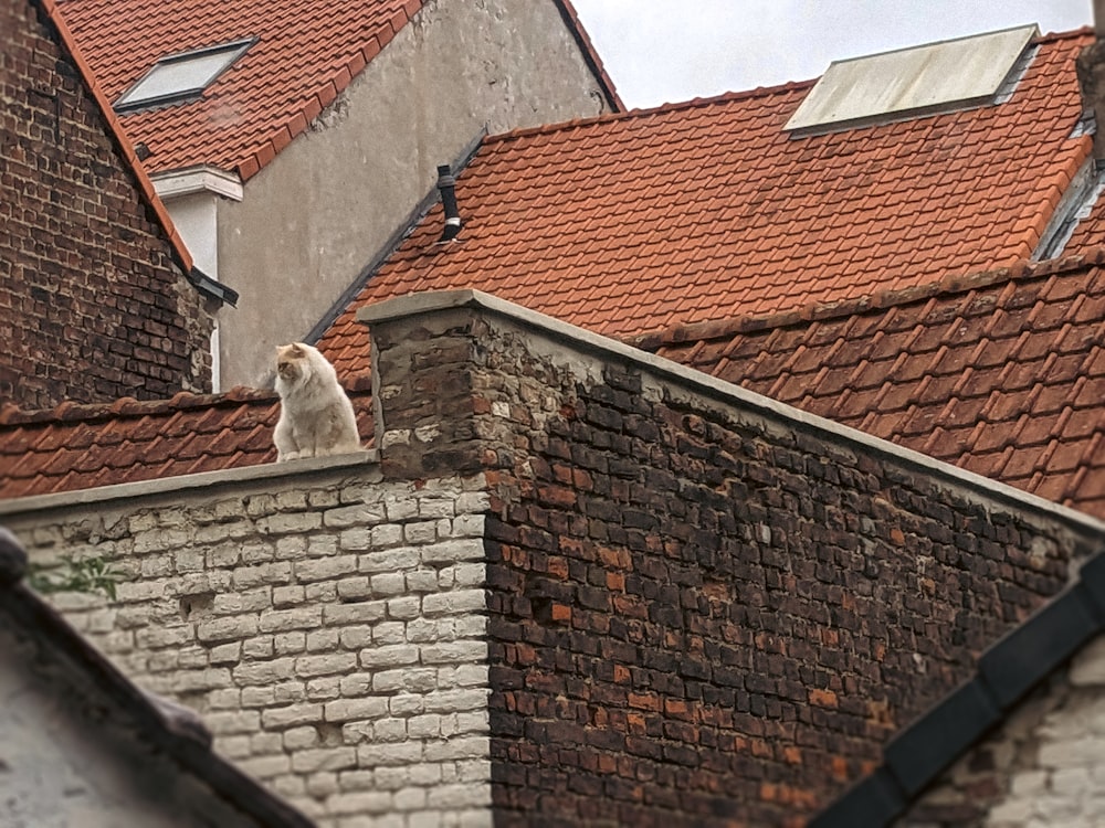 a cat is sitting on the roof of a building