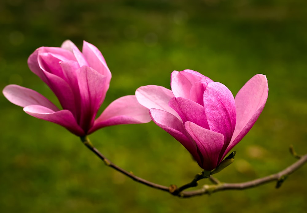 un par de flores rosadas sentadas en la parte superior de la rama de un árbol