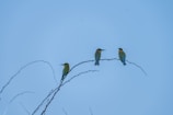 A vibrant shot of colorful birds perched on branches against a bright blue sky.