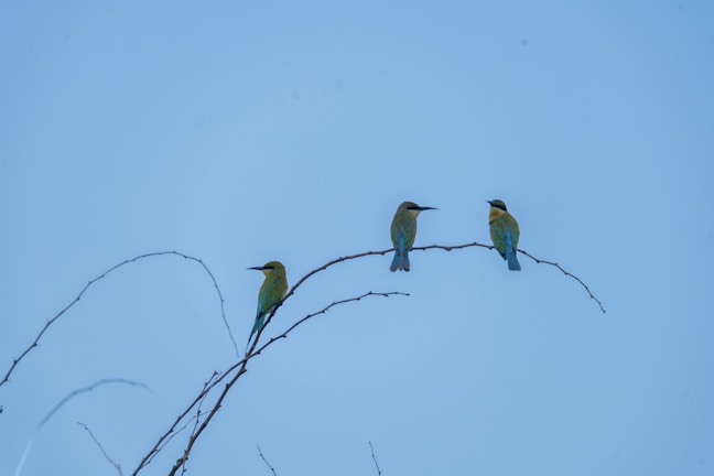 A vibrant shot of colorful birds perched on branches against a bright blue sky.