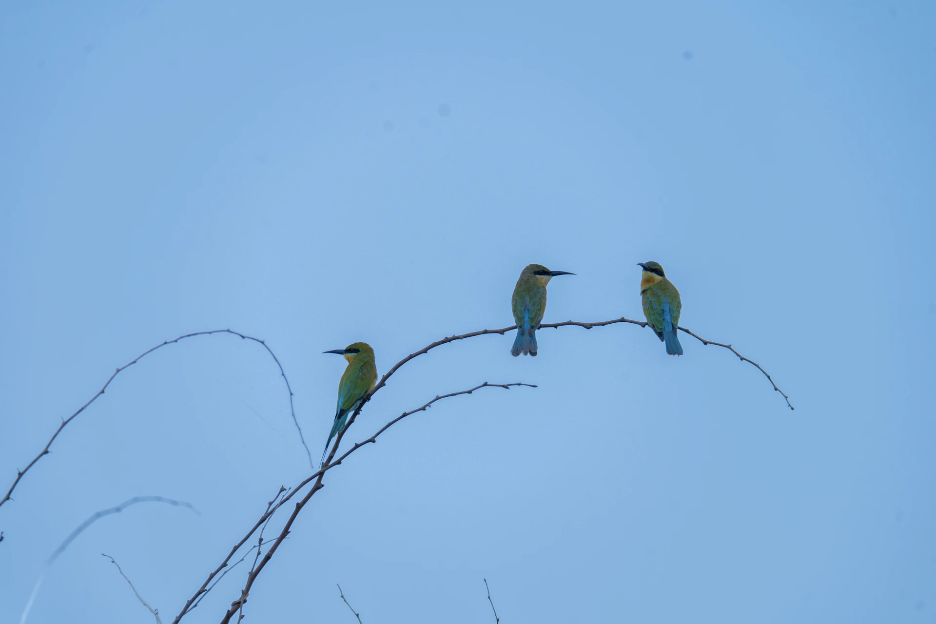 Cover of a vibrant novel featuring three colorful birds perched on a branch against a sunrise backdrop.