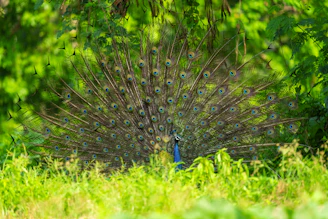 A colorful peacock displaying its feathers amidst the green foliage.