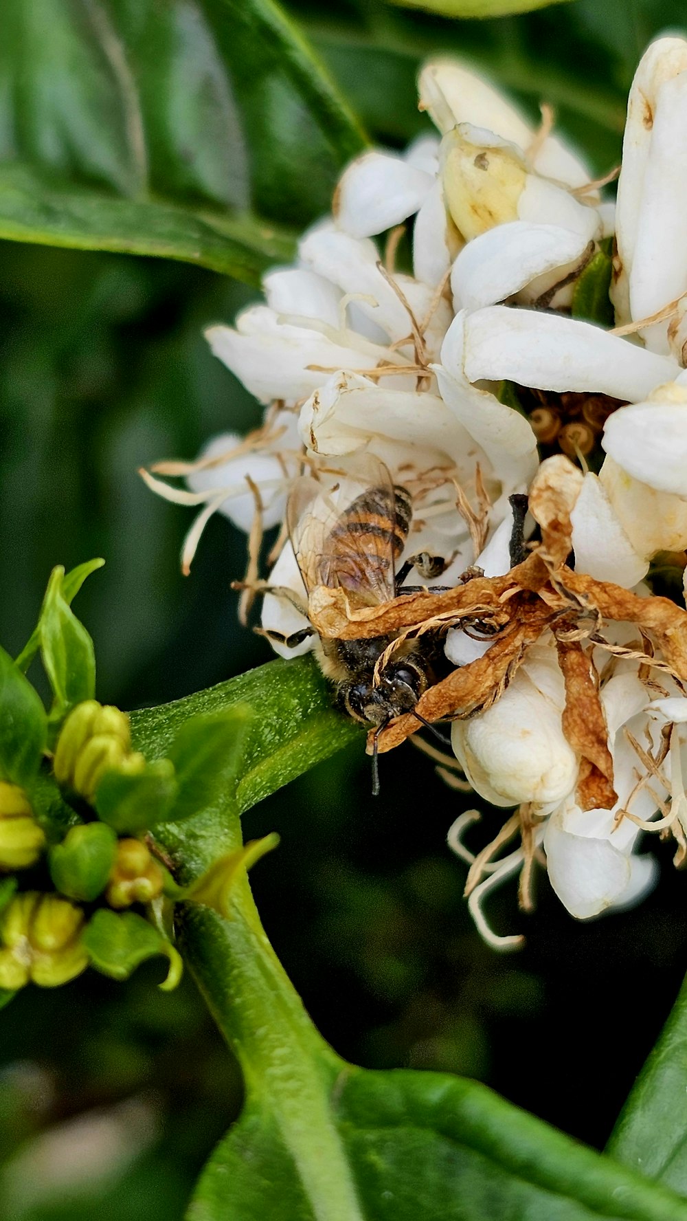 꿀벌이 있는 꽃의 클로즈업